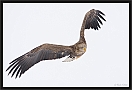 zeearend_MG_1050