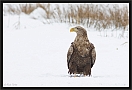 zeearend_MG_1054