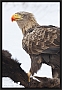 zeearend_MG_1491