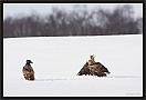 zeearend_MG_1593