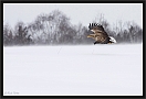 zeearend_MG_1762