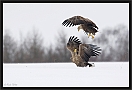 zeearend_MG_1822-3