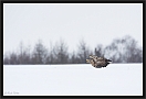 zeearend_MG_1825