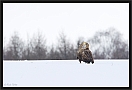 zeearend_MG_1867
