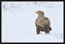 zeearend_MG_2169