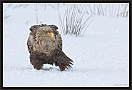 zeearend_MG_2179