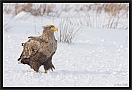 zeearend_MG_2200
