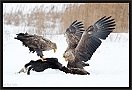 zeearend_MG_3817