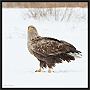 zeearend_MG_3839