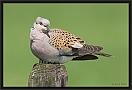 zomertortel_MG_2710