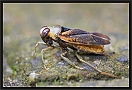 rugzwemmer_MG_6535