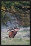 edelhert_MG_3734