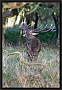 edelhert_MG_4274