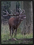 edelhert_MG_4324