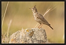 kuifleeuwerik2_MG_9722
