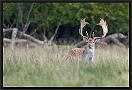 damhert_MG_3328