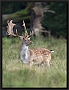 damhert_MG_3336