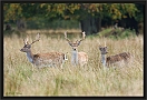 damhert_MG_9008