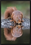 eekhoorn_MG_0346