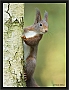 eekhoorn_MG_0432