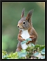 eekhoorn_MG_0489