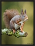 eekhoorn_MG_0515