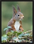 eekhoorn_MG_0543