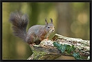 eekhoorn_MG_0588