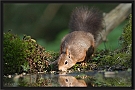 eekhoorn_MG_0629