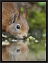 eekhoorn_MG_0660