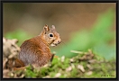 eekhoorn_MG_2369