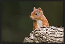 eekhoorn_MG_6074-2