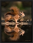 eekhoorn_MG_6174