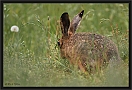 haas_MG_3344