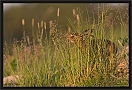 haas_MG_4428