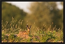 haas_MG_4465