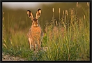 haas_MG_4498