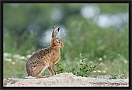 haas_MG_6315