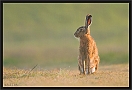 haas_MG_7227