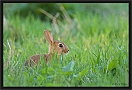 konijn_MG_3759