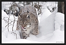 lynx_MG_7045