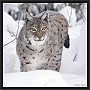 lynx_MG_7048