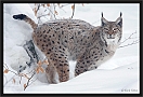 lynx_MG_7057