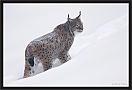 lynx_MG_7080