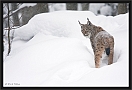 lynx_MG_7089