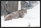 lynx_MG_7116