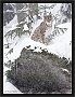 lynx_MG_7185