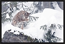 lynx_MG_7220