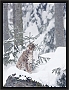 lynx_MG_7243