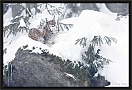 lynx_MG_7284